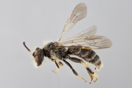 [Clavipanurgus male (lateral/side view) thumbnail]